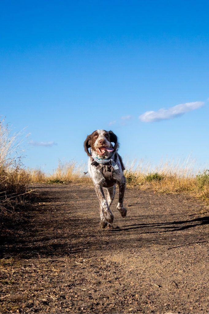 Dog running on a Colorado trail