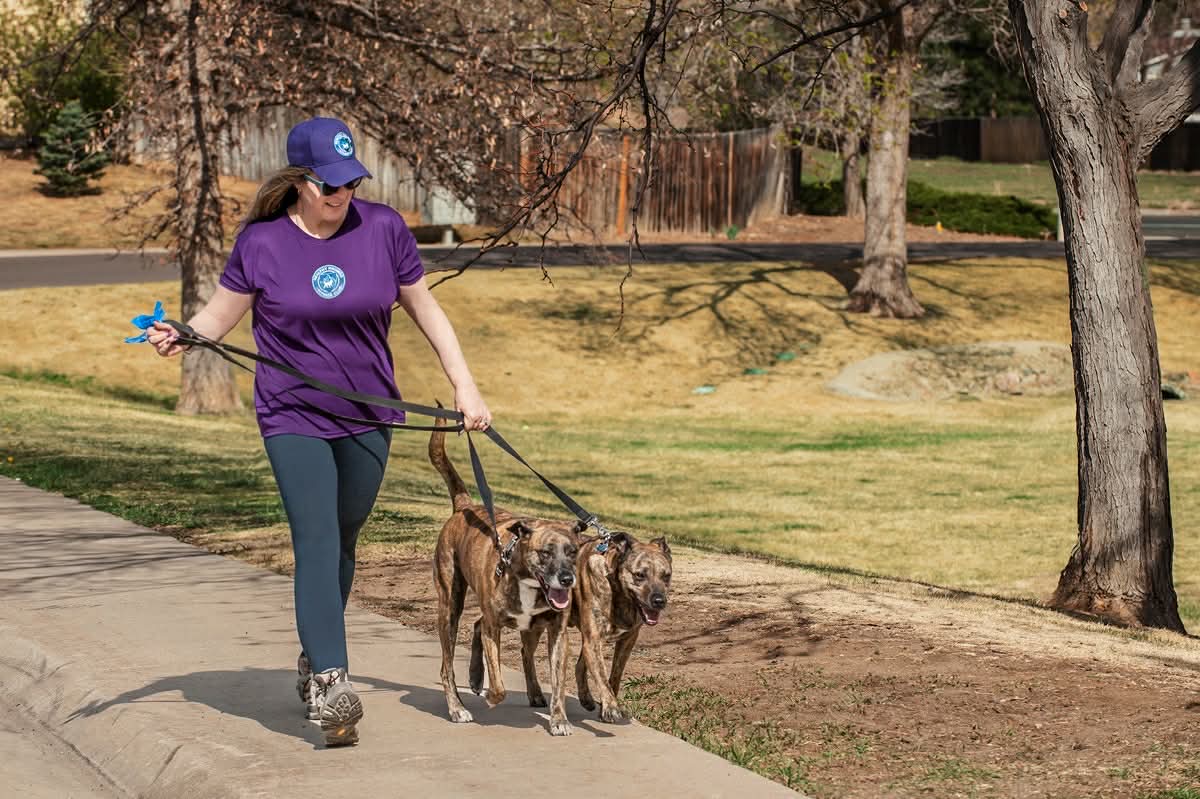 Healthy Hounds Coach in branded gear walking three dogs on a residential street in Arvada, Colorado
